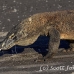 dragon_komodo_hsb_rinca_h_1106_kom2883.jpg